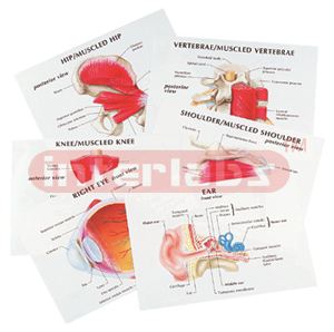 Anatomical Models 	 Anatomy Transparencies